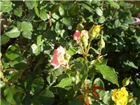 3424b612-Picture 5957.jpg